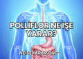 Polliflor Ne İşe Yarar?