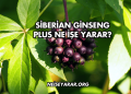 Siberian Ginseng Plus Ne İşe Yarar?