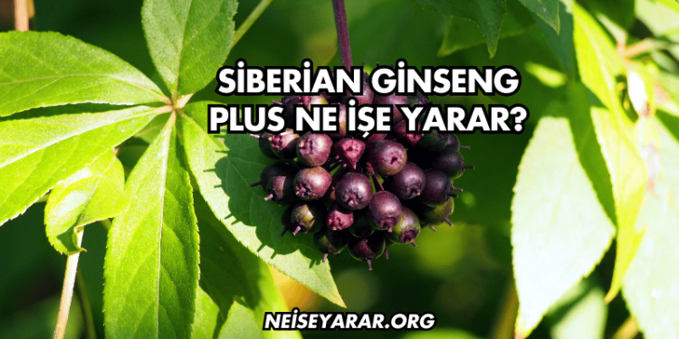 Siberian Ginseng Plus Ne İşe Yarar?