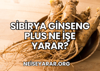 Sibirya Ginseng Plus Ne İşe Yarar?
