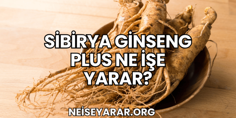 Sibirya Ginseng Plus Ne İşe Yarar?