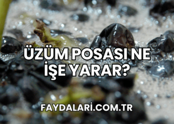 Üzüm Posası Ne İşe Yarar?