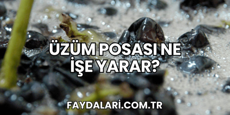 Üzüm Posası Ne İşe Yarar?