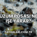 Üzüm Posası Ne İşe Yarar?
