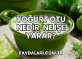 Yoğurt Otu Nedir, Ne İşe Yarar?
