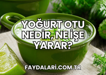 Yoğurt Otu Nedir, Ne İşe Yarar?