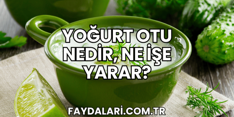 Yoğurt Otu Nedir, Ne İşe Yarar?