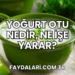 Yoğurt Otu Nedir, Ne İşe Yarar?