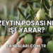 Zeytin Posası Ne İşe Yarar?