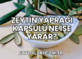 Zeytin Yaprağı Kapsülü Ne İşe Yarar?