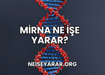 miRNA Ne İşe Yarar?