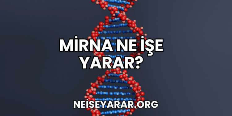 miRNA Ne İşe Yarar?