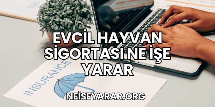 Evcil Hayvan Sigortası Ne İşe Yarar