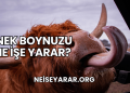 İnek Boynuzu Ne İşe Yarar?