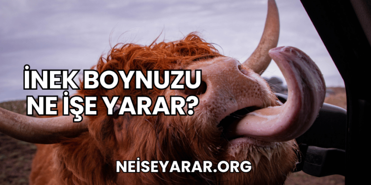 İnek Boynuzu Ne İşe Yarar?