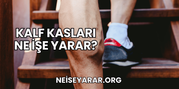 Kalf Kasları Ne İşe Yarar?