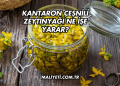 Kantaron Çeşnili Zeytinyağı Ne İşe Yarar?