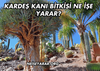 Kardeş Kanı Bitkisi Ne İşe Yarar?