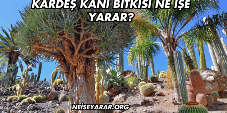 Kardeş Kanı Bitkisi Ne İşe Yarar?