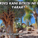 Kardeş Kanı Bitkisi Ne İşe Yarar?