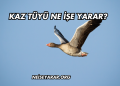 Kaz Tüyü Ne İşe Yarar?