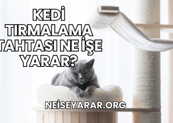 Kedi Tırmalama Tahtası Ne İşe Yarar?