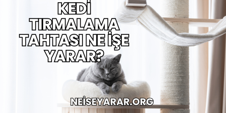 Kedi Tırmalama Tahtası Ne İşe Yarar?