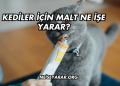 Kediler İçin Malt Ne İşe Yarar?