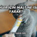 Kediler İçin Malt Ne İşe Yarar?