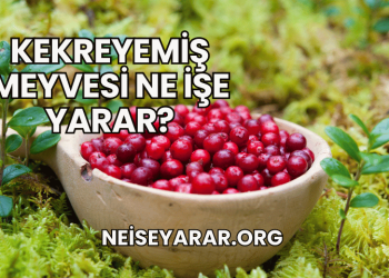Kekreyemiş Meyvesi Ne İşe Yarar?