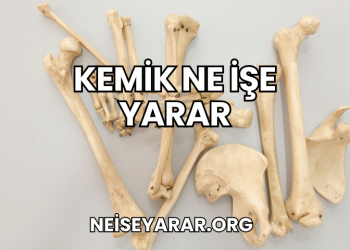 Kemik Ne İşe Yarar