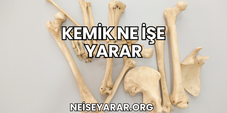 Kemik Ne İşe Yarar