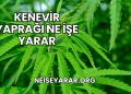 Kenevir Yaprağı Ne İşe Yarar