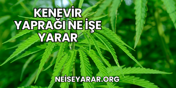 Kenevir Yaprağı Ne İşe Yarar