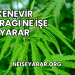 Kenevir Yaprağı Ne İşe Yarar