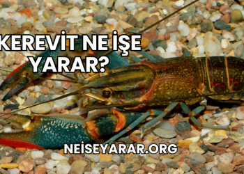 Kerevit Ne İşe Yarar?