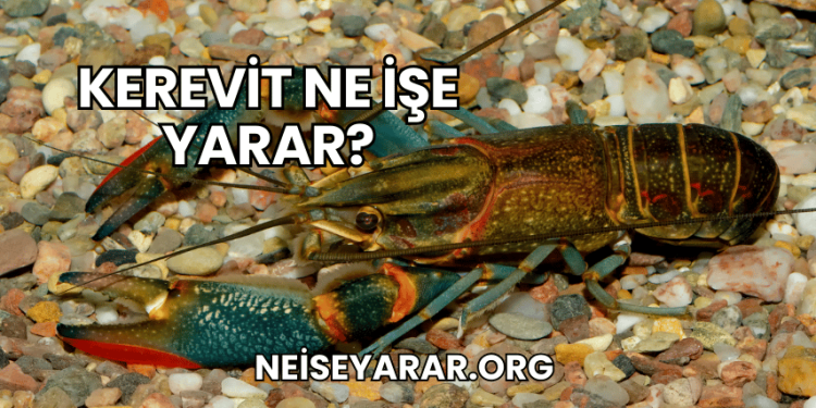 Kerevit Ne İşe Yarar?