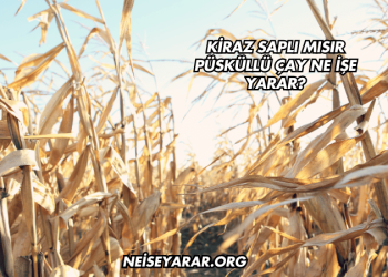 Kiraz Saplı Mısır Püsküllü Çay Ne İşe Yarar?