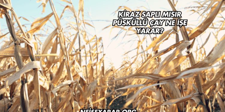 Kiraz Saplı Mısır Püsküllü Çay Ne İşe Yarar?