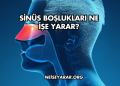 Sinüs Boşlukları Ne İşe Yarar?