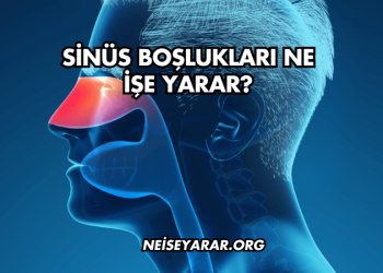Sinüs Boşlukları Ne İşe Yarar?
