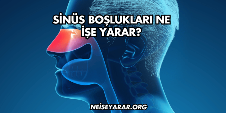 Sinüs Boşlukları Ne İşe Yarar?