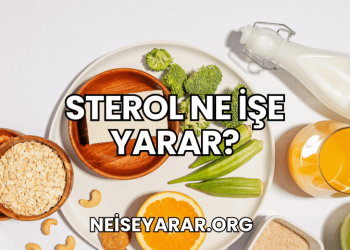 Sterol Ne İşe Yarar?
