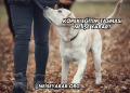 Köpek Eğitim Tasması Ne İşe Yarar?