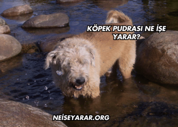 Köpek Pudrası Ne İşe Yarar?