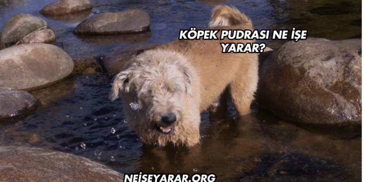 Köpek Pudrası Ne İşe Yarar?