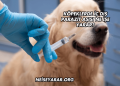 Köpeklerde İç Dış Parazit Aşısı Ne İşe Yarar?