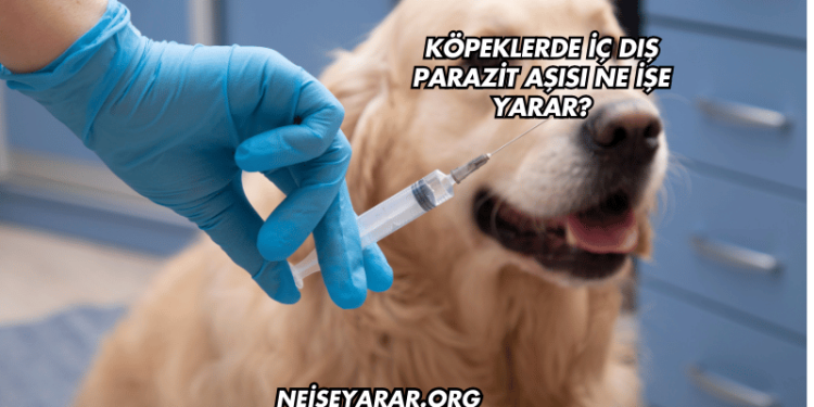 Köpeklerde İç Dış Parazit Aşısı Ne İşe Yarar?