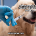 Köpeklerde İç Dış Parazit Aşısı Ne İşe Yarar?
