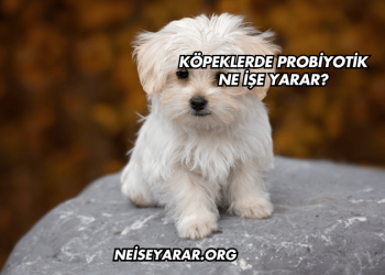 Köpeklerde Probiyotik Ne İşe Yarar?
